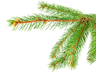 Obraz premium Green pine tree branch isolated on white background