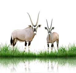 oryx with green grass isolated