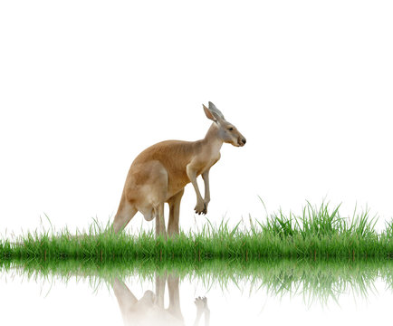 kangaroo with green grass isolated