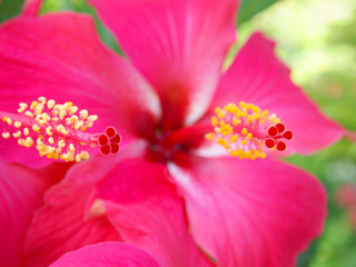 Two hibiscus from Mauritius © Tarikh Jumeer
