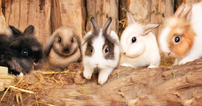 5 rabbits