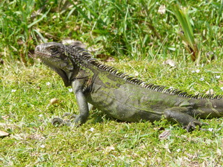Iguana