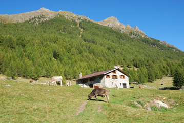 Pascolo - Pasture