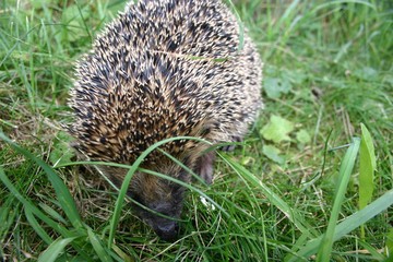 kleiner Igel im Gras