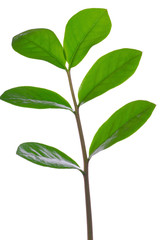 Leaves