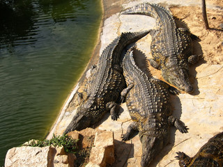 The crocodiles on the farm on Djerba Island, Tunisia
