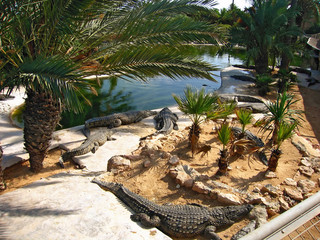 The crocodiles on the farm on Djerba Island, Tunisia