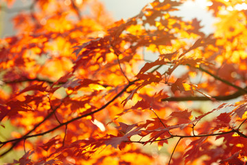 Red autumn leaves