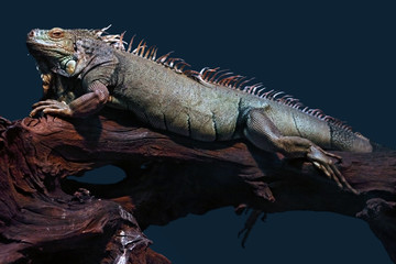 Gros iguane sur une vieille branche