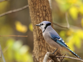 Blue Jay, Cyanocitta cristata