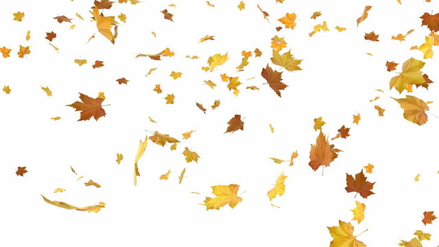 Isolated autumn leaves - loopable masked cg animation