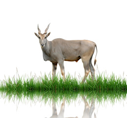 eland with green grass isolated