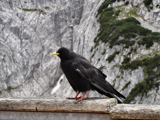 Fototapeta premium Alpendohle