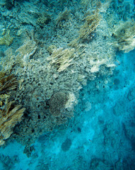Coral reef in Egypt