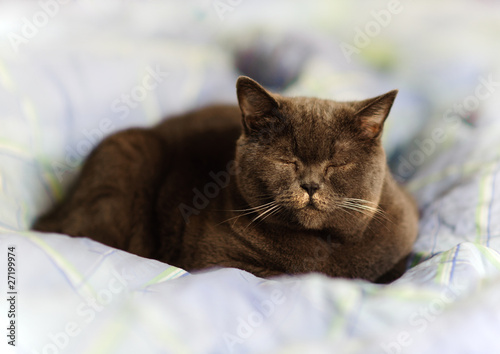 "Katze im Bett" Stockfotos und lizenzfreie Bilder auf Fotolia.com - Bild 27199974