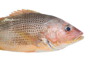 Red Sea Bream, Salt Water Fish On White background
