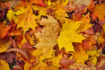 Naklejka na ściany i meble Warm autumn colors background.