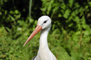 White Stork