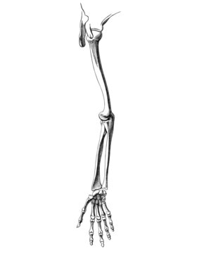 Skelett_arm_4