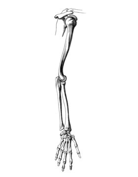 left arm skeleton drawing