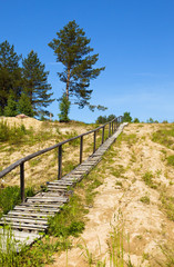 Footpath on a hill to pines