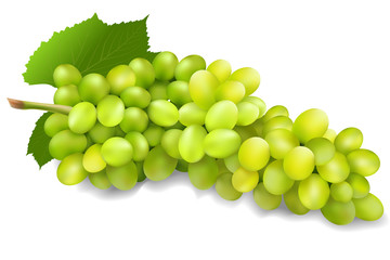bunch of green grapes