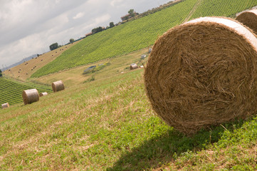 Rotoballe umbre