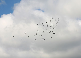 Schwarm fliegender Vögel vor weißer Wolke