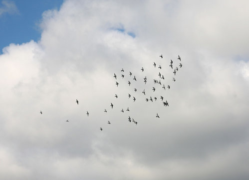 Schwarm fliegender V&ouml;gel vor wei&szlig;er Wolke