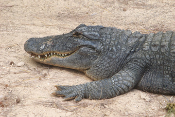 Krokodil