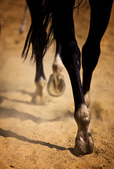 Horse galloping on the sand