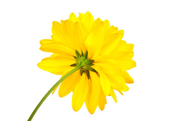 yellow flower isolated on a white background
