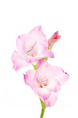 Gladiolus isolated on a white. Pink