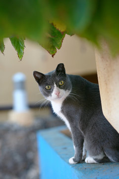 grau wei&szlig;e katze