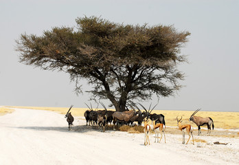 Wildnis Namibia