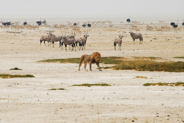 Tiere in Etosha
