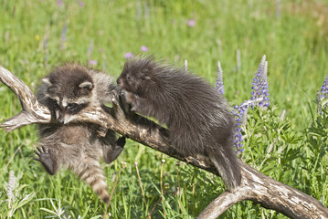 Baby raccoon and porcupine
