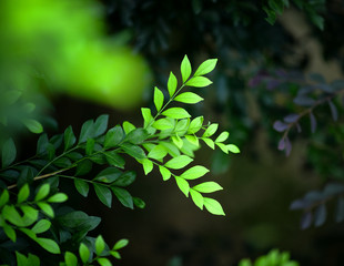 green leaf
