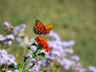 Butterfly feeding on a flower