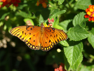 Fototapeta na wymiar Butterfly with Wings Fully Spread