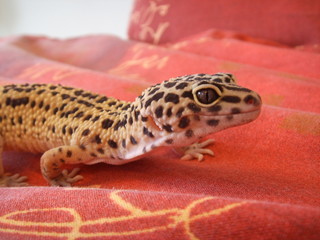 Leopard gecko