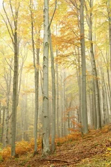 Fototapeten Buchen im Herbstwald am Hang an einem nebligen Tag © Aniszewski