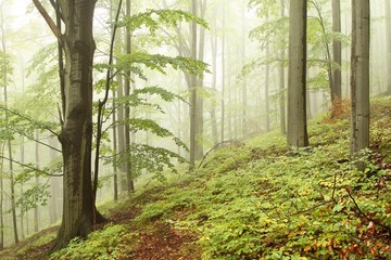 Landscape of beech forest on a foggy day in early autumn