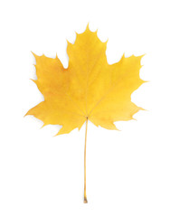 Autumn maple leaf