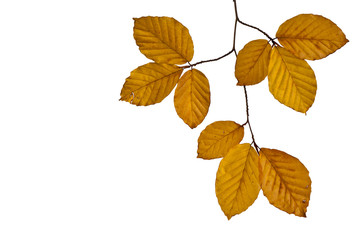 Beech Leaves
