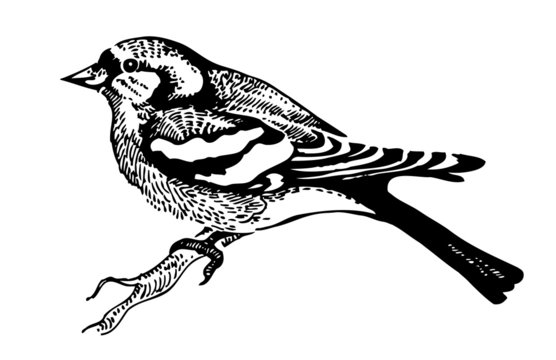 Chaffinch bird, hand-drawn illustration
