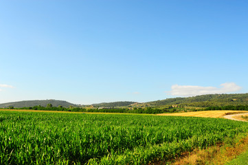 Fototapeta premium Młoda kukurydza