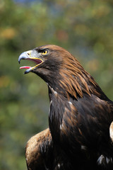 Steinadler