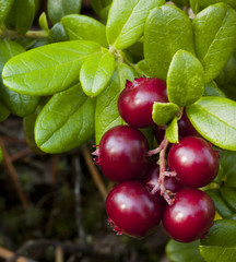 Cowberry