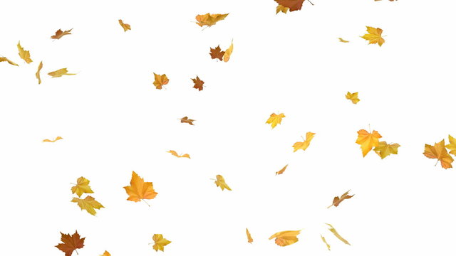 Falling autumn leaves backgrounds - isolated and loopable